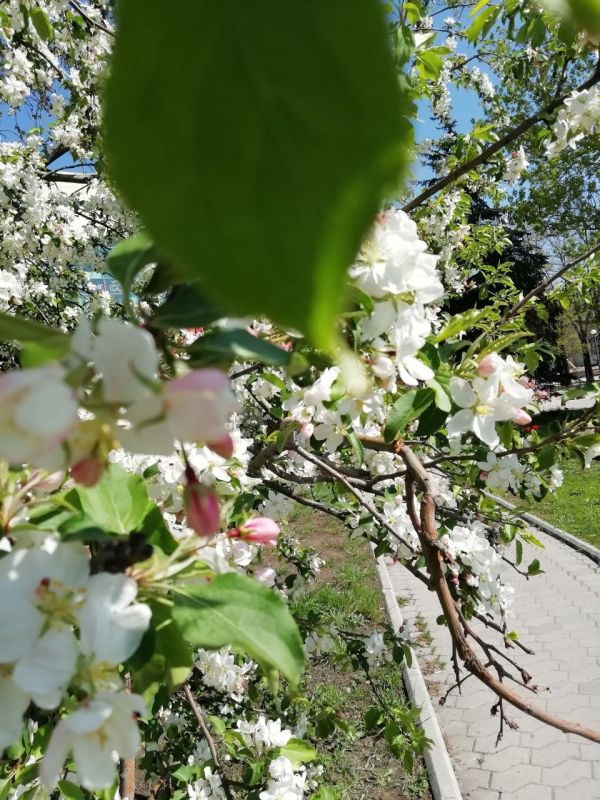 ������ ����, ������!. �� ���������� �����: