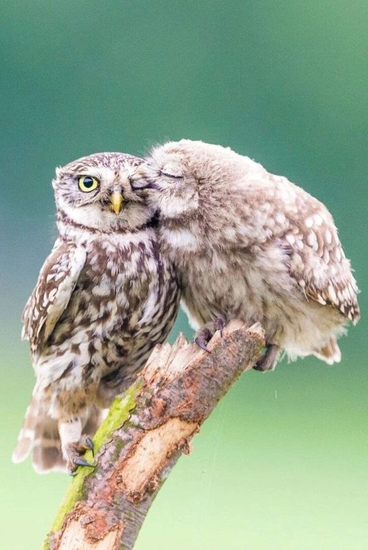 � ������������� ��������