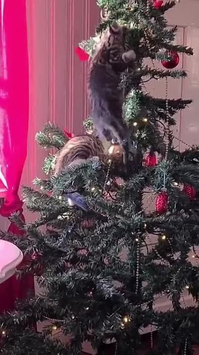 ������ �����, ������!. ���� �� ��� �� �������� ����, ��� ���. �������� ������ ������ ����������� ���������� ����