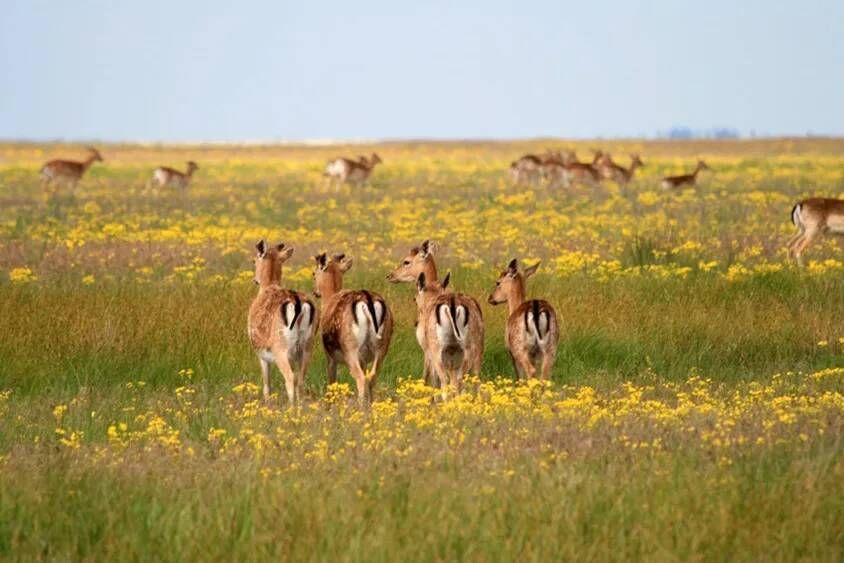 ������-��������� ������������ ���� ������� ����������� ������