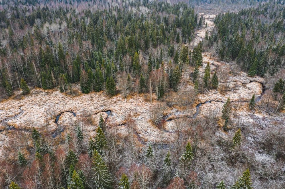 ������������ ���� "�������" ����� ������ � ���������� �������