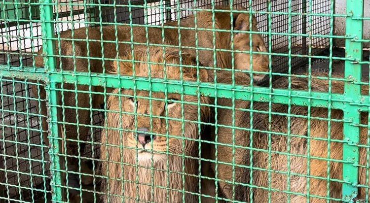 ������������ �������� � ����� �������� ����� ����������: ����������� �� ������ ������� ���������� ����������� ������-�����