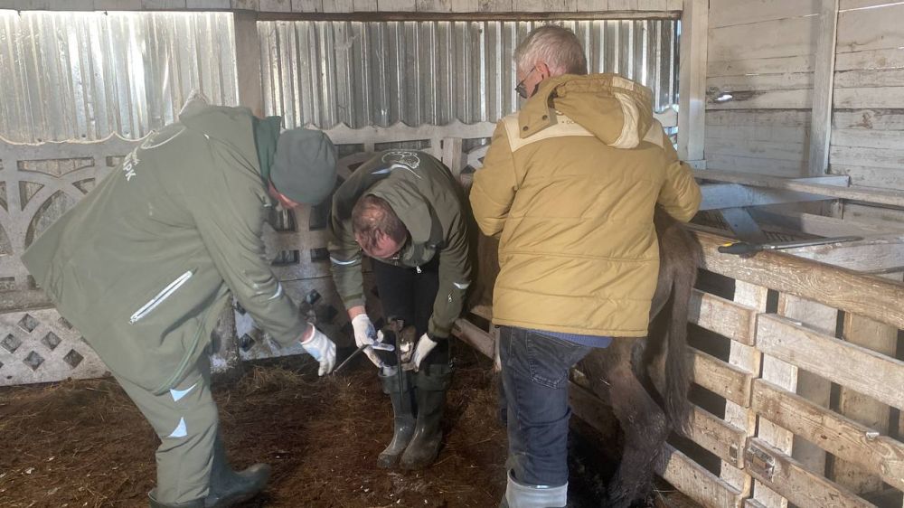 �������� ����������� �������-�����, ������������ � ���������� ������, ������ �� ������ ����������� ����������� ��������