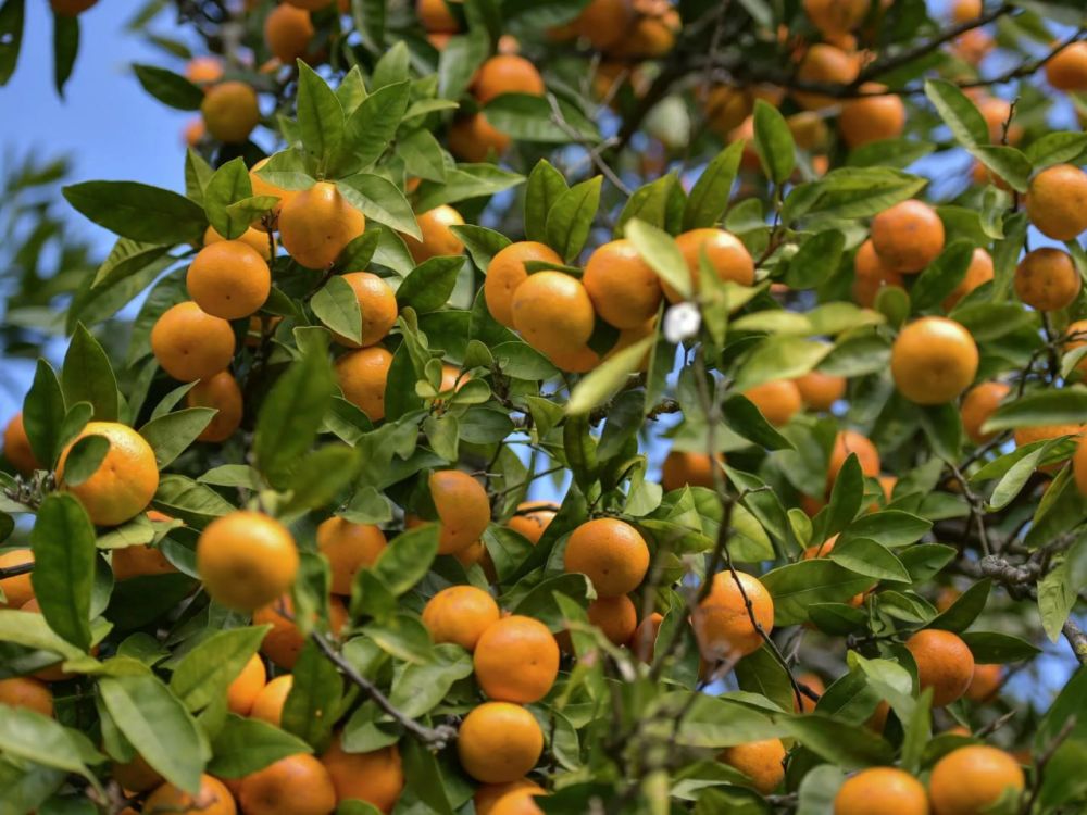 ���, ���, ����������� �������, ���������� �������