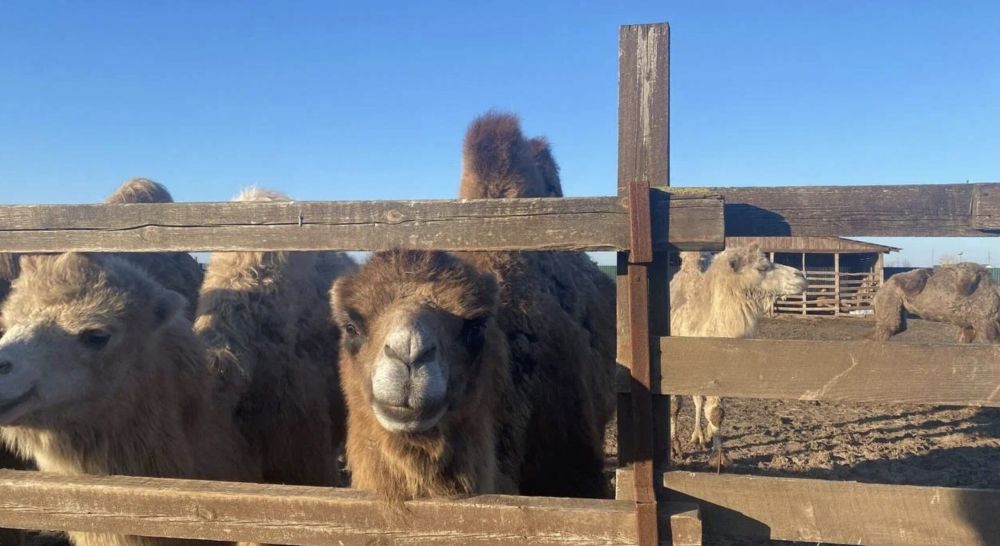 �������� ����������� ������� � �����, ������������ � ���������� ������, ������ �� ������ ����������� ����������� ��������