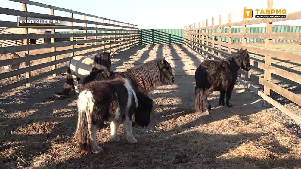 ���������� "������-����" �������� ������� � ���������� ����������� ��������