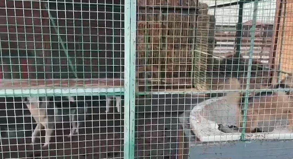 ���������� ���������� ������� �������� �� �������-����� �� ���������� �������