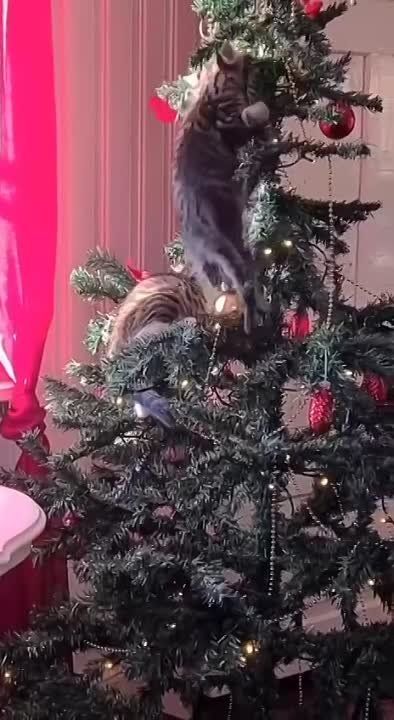 � ������ �����, �����������!