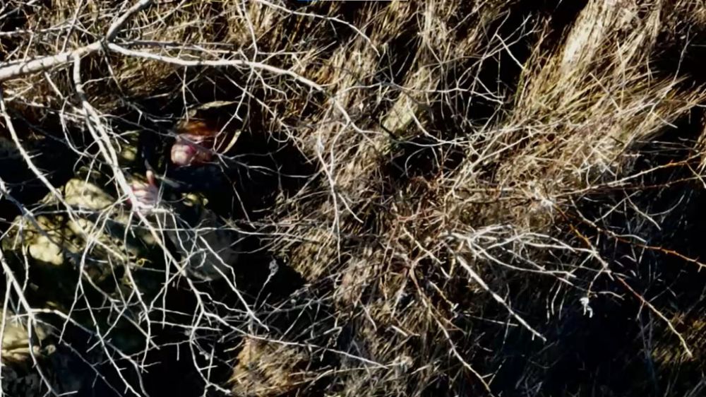 ����� �� ������ ��� �������� ������� ��������-��������������