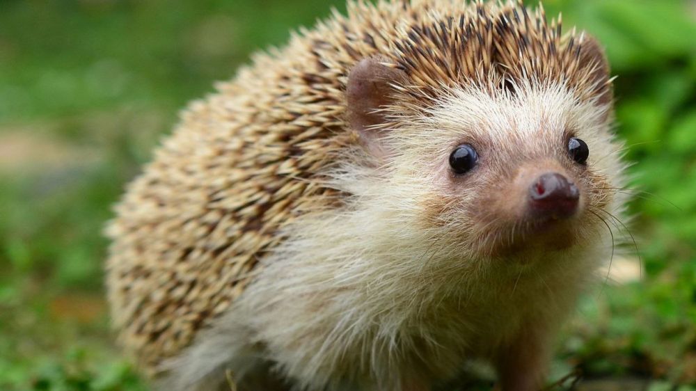 ������ ����, ����������!. ���������� �������!