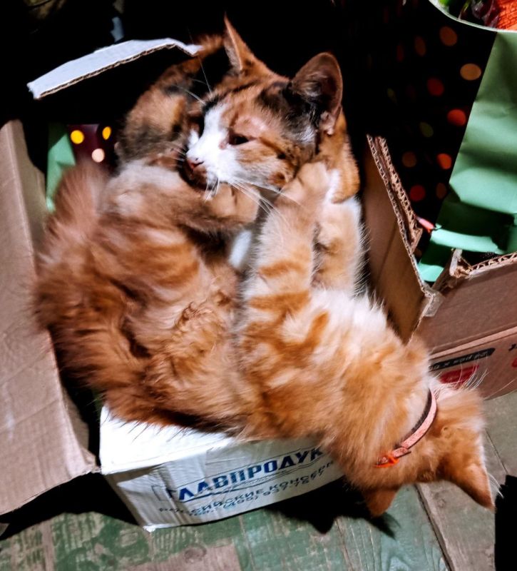 ����� � ������. ���� ������ ���� ��� �� ���������� ����������� ������ �� ������. ��������� ���� ����������� � ������ ������