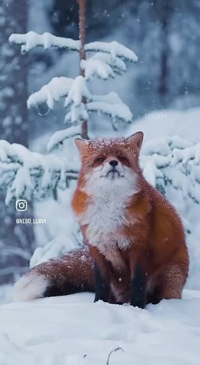 � ������ �����, �����������!