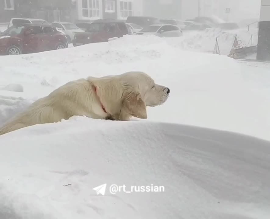 ����� ������� �� �������� ������������ �������� �������, ����� � ����