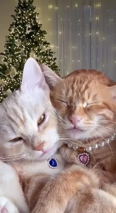 �������, �� ���� �����