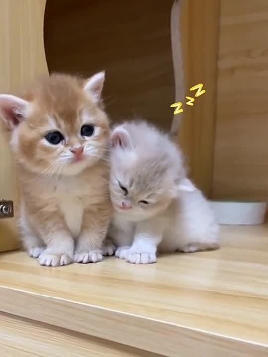 �� ������������ ���, �����