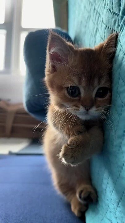 � ������ �����, �����������!