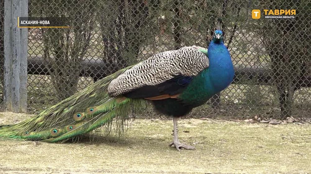 � ���������� ����������� "�������-����" �������� ����� 2 ����� ����