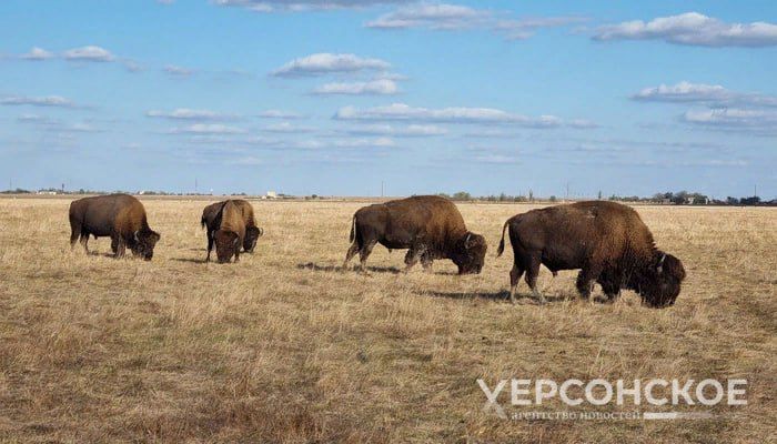 ���������� �������. � ���������� ������� �������� ��� ����� ���������� ��������� ���������� ������������ �������� �����...