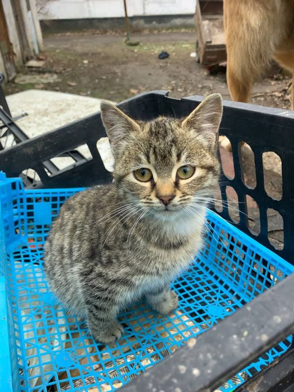 ������� ���� ��� . ���� ������� � ���������� ����� . ����� �������� �������, ����� � �������� . ������������ ������