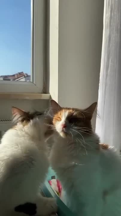 � ������ �����, �����������!