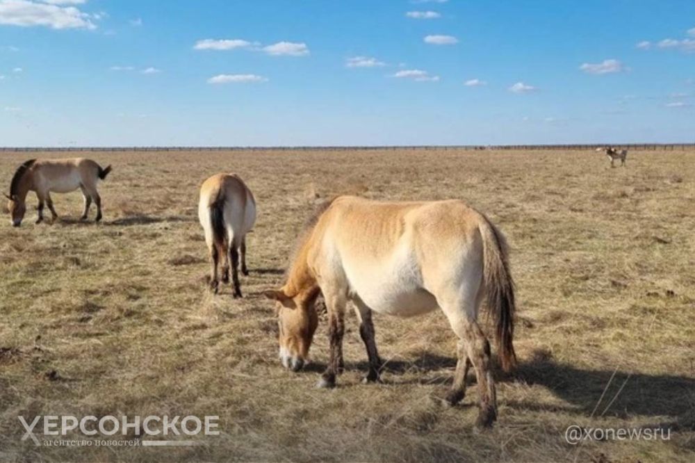 ��������� ������ ������������� ������� � ����������� ��������-����