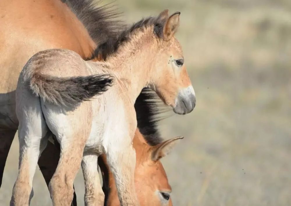 � ���������� ����������� ��������-���� ������� �������� ������ �������������