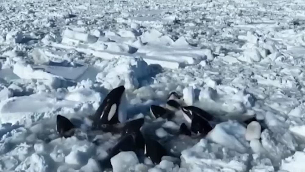 ���� ������� ������� �� ����� � ������� ������