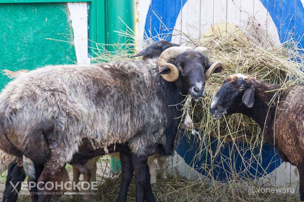 ���������������� �������� ���������������� � ������������� ����������� � ���������� �������