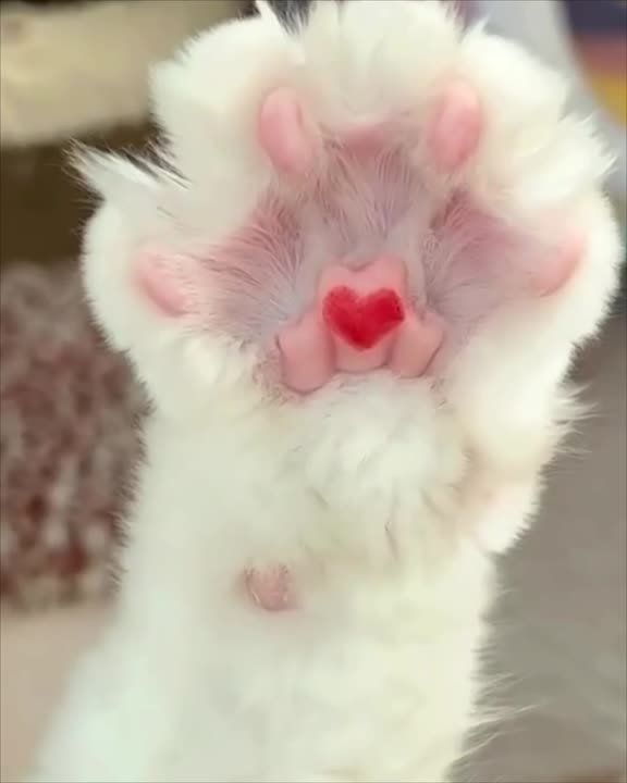 � ���� ���� ����������