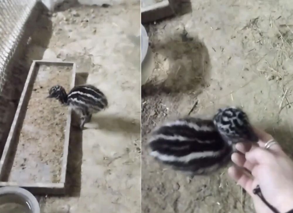 � ����������� "�������-����" � ���������� ������� �� ���� ��������� ������ ���