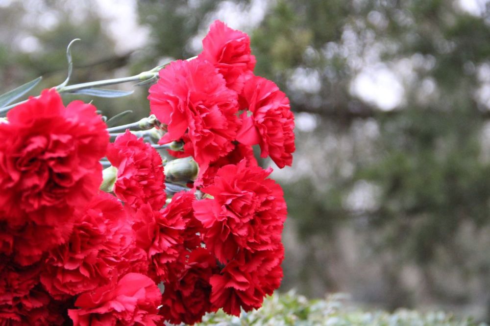 15 ������� � ��������� ������ ��� �������� ������, ����������� 35-������ ��������� ������ ����� �� �����������