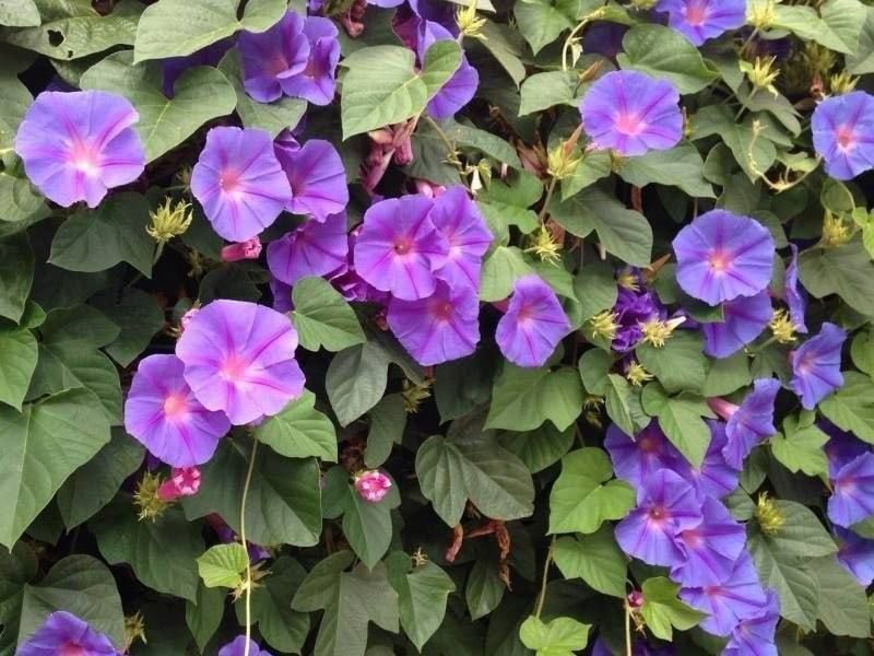 � ������� ������� ������, ������� ������ ������ ����������