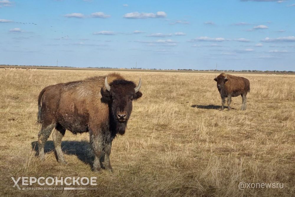 ����-�����, ����� ���� ����� ����� �� ���� ������ ����, ���������� ���� ����� 140 ��� ��������� ���� �������