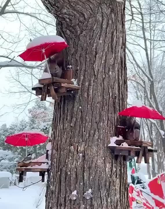 ������ ����, �����������!