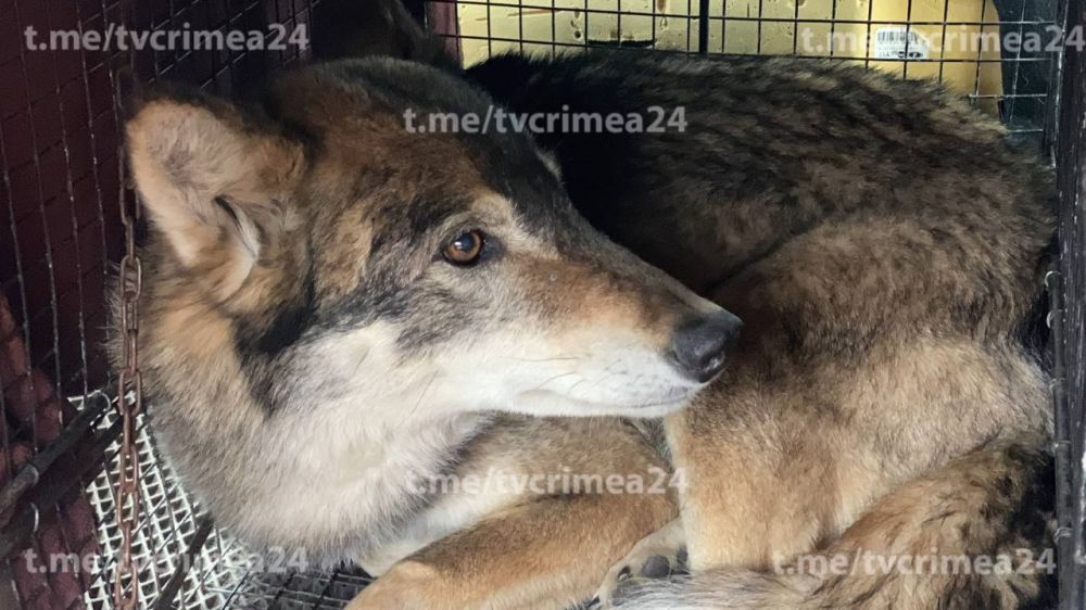 ����������� ������� �������� �� ����� ������� � ����