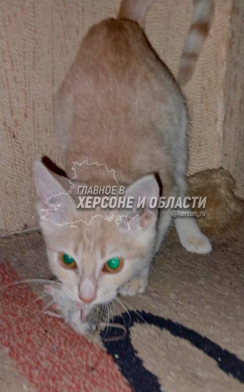 ���-������� �� ������������� ������ � ������� �������� ���������� �������� � ������� � �������