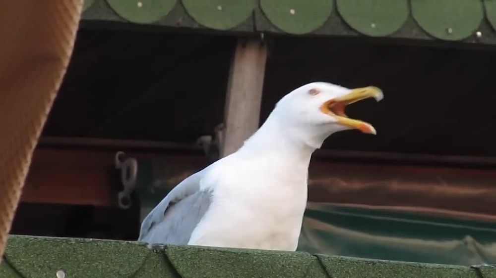 ���������� � ���������� ������� � �� ��������������, ����������������, �� ����, ������� ������ ��� ��� �����