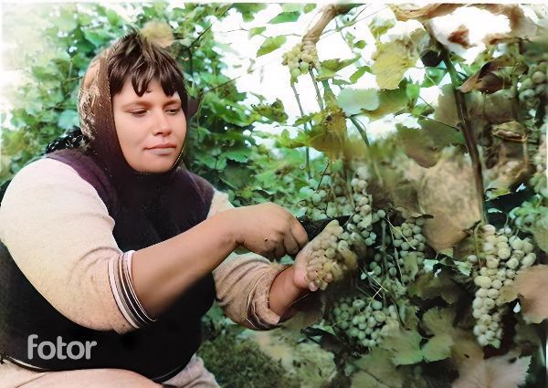 ������������ ������� � �������� �������������� � �����������