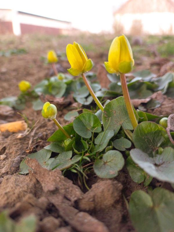 ��������� ��������������� ���������� ������� ������ ��������