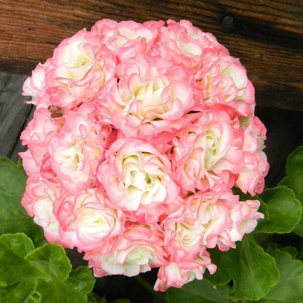 �������� �����������: ������� ������ � ������ ��������