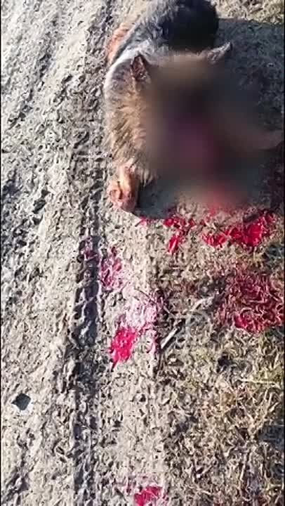 ����� �����: ϸ� �����, ������� �� �����-��������� ����� ���������