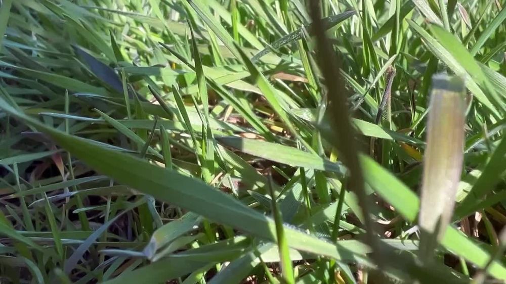 ������� ���������� ����, �����������!