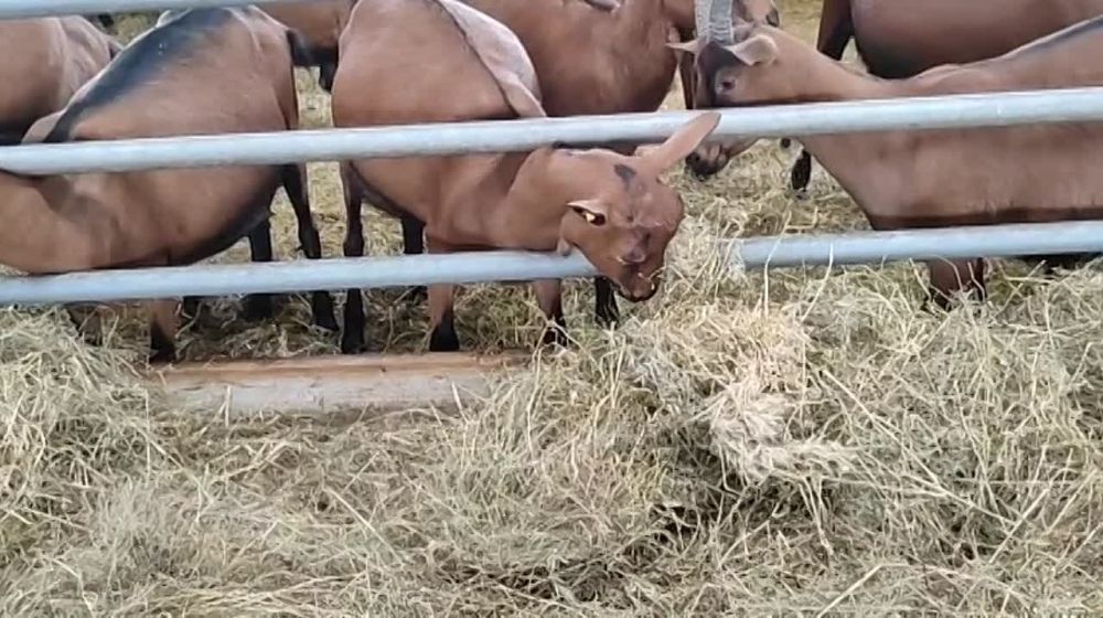 ������������ ����� �����