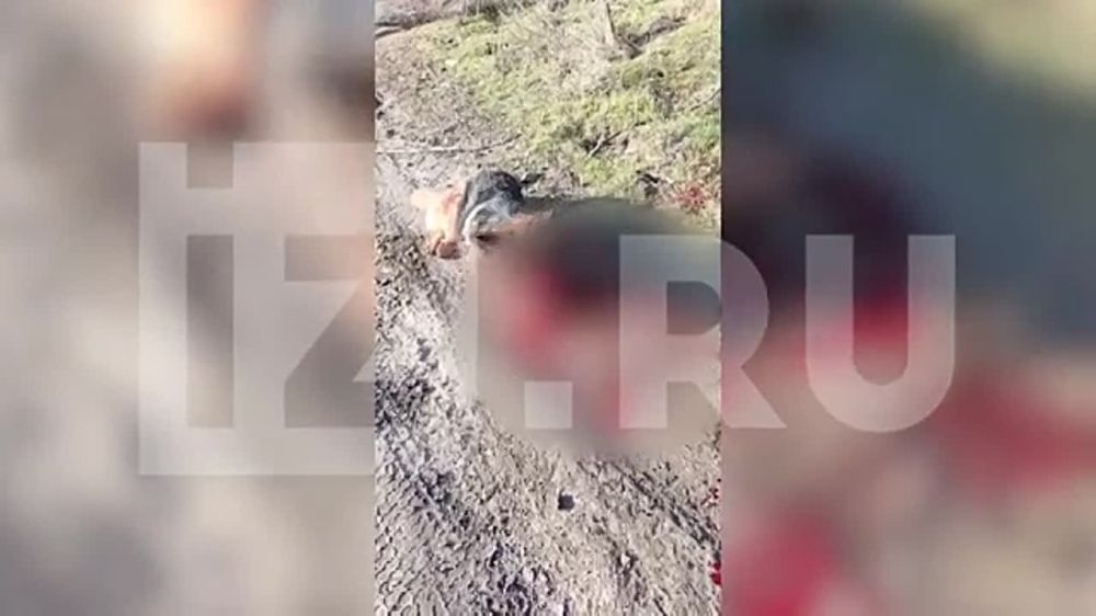 ��� �� ������ ������ �����, ������� �� �����-��������� ����� ���