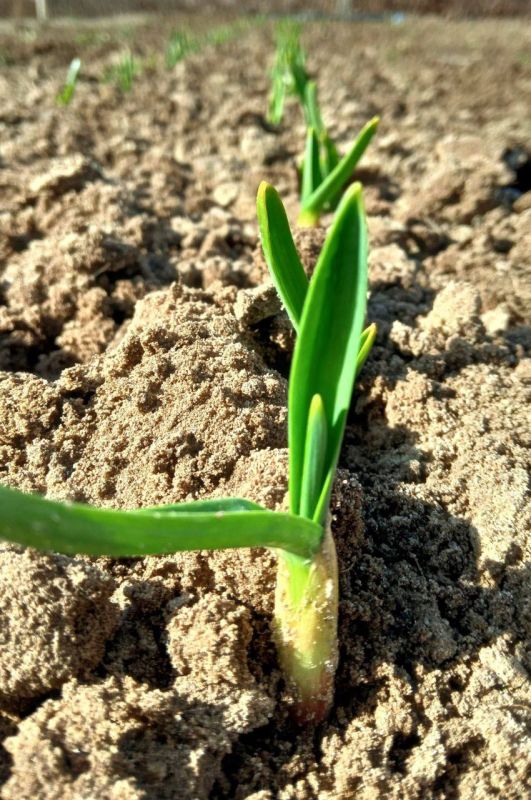 ������ ����, �����������!