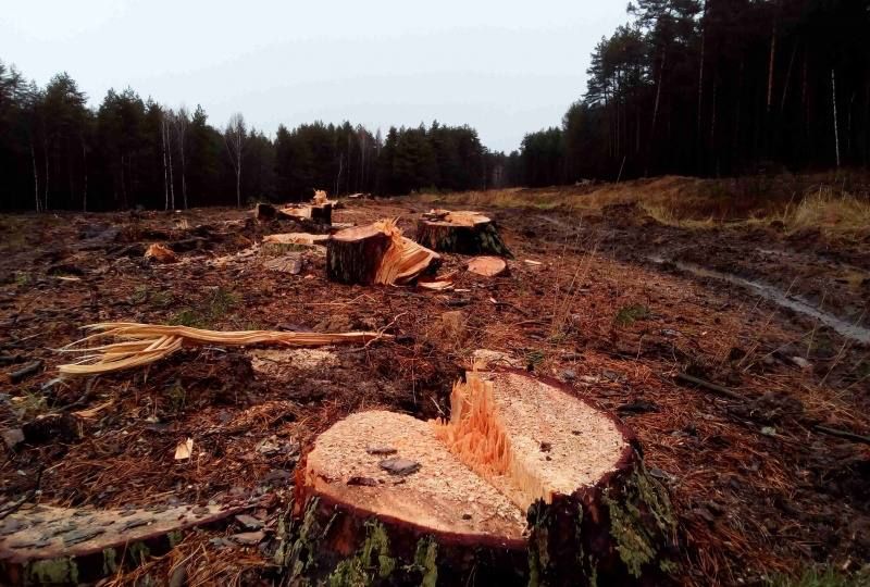 Статья 1 Лесного кодекса в качестве одного из важнейших принципов закрепляет принцип сохранения лесов, в том числе посредством их охраны, защиты, воспроизводства, лесоразведения