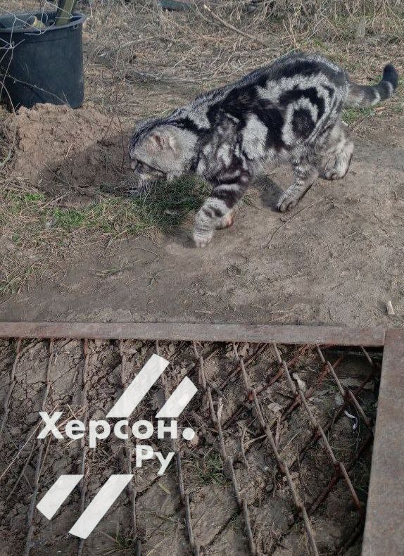 ���� � �������� " �������" ����� �� ��������)))