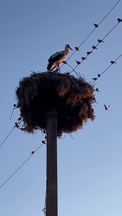 ��� ������: ���������� �����������, ����������� @Razvedka_26St