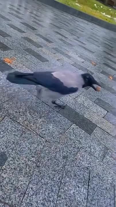 ��������, ������� ������� � �������