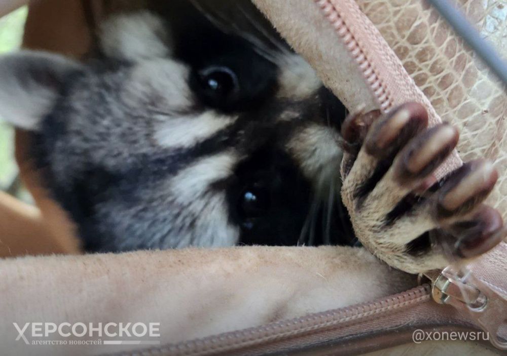 �������������� �����������: ���� ������ � ��������